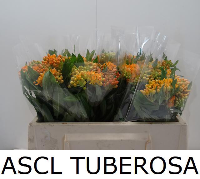 <h4>ASCL TUBEROSA</h4>