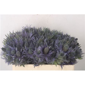 Eryngium Alpinum X40