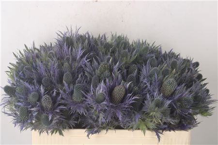 <h4>Eryngium Alpinum X40</h4>