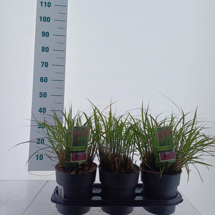 <h4>Miscanthus Red Chief</h4>