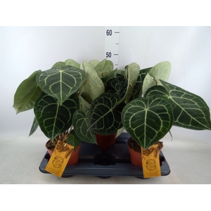 Anthurium clarinervium