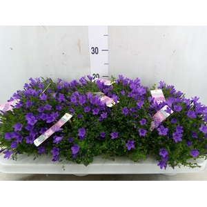 Campanula porten. 'Ambella In Prpl'
