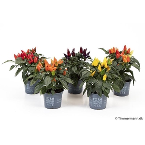 CAPSICUM ANNUUM p10 mix