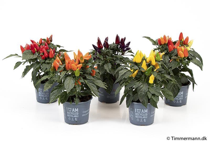 <h4>CAPSICUM ANNUUM p10 mix</h4>
