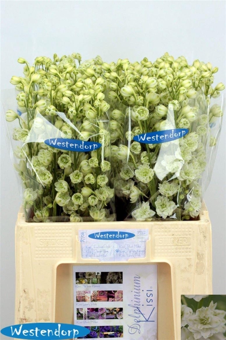 <h4>Delph El Du Kissi White Kermit</h4>