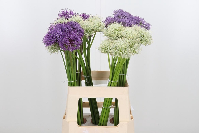 <h4>Allium Kleinbloemig</h4>