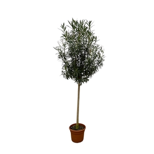 Nerium Oleander stam roze - 250cm