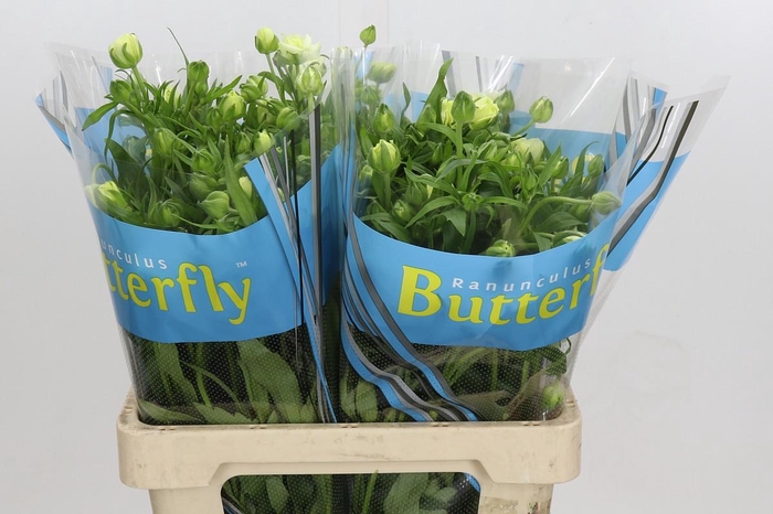 <h4>Ranunculus Butterfly Graces</h4>