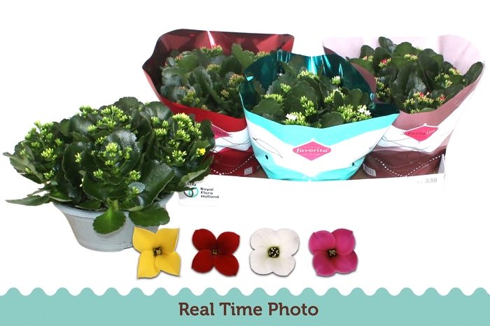 <h4>KAL EN GEM 4 KL</h4>