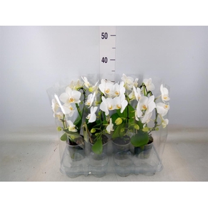 Phalaenopsis   ...white