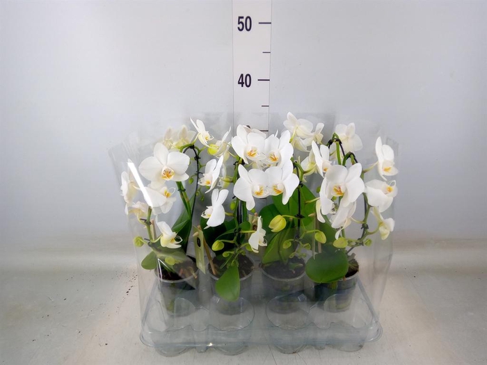 <h4>Phalaenopsis   ...white</h4>