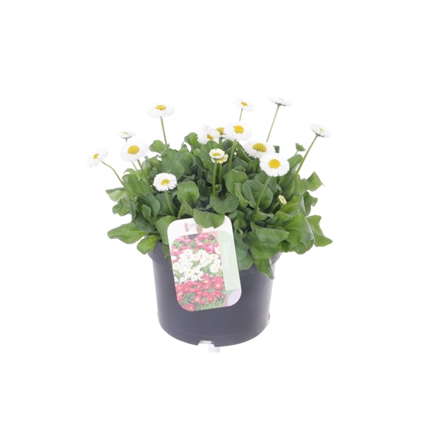 <h4>Bellis perennis Tasso White</h4>