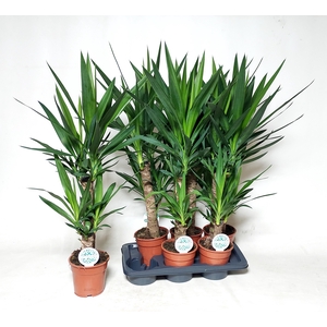 YUCCA
