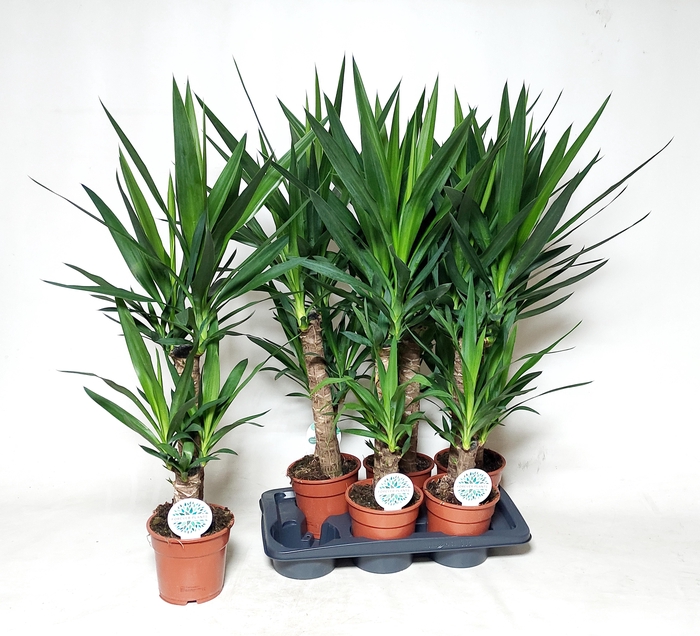 <h4>YUCCA</h4>