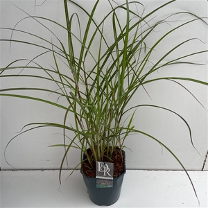 Graminées Miscanthus 'Ferner Osten'