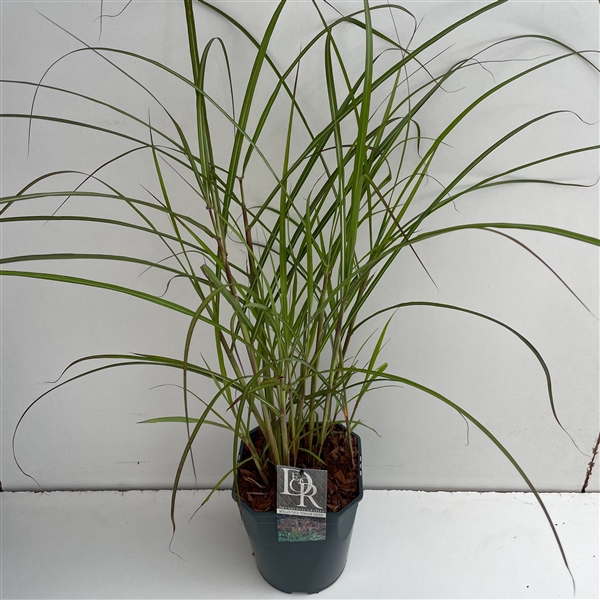 <h4>Graminées Miscanthus 'Ferner Osten'</h4>