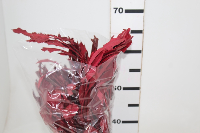 <h4>CARNE DE VACA DESIDRATADA</h4>