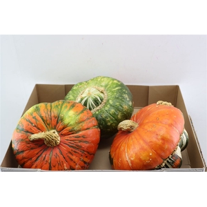 Sier Cuc P Turks Turban Mix X3