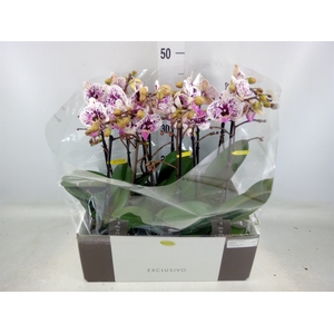 Phalaenopsis multi.   ...