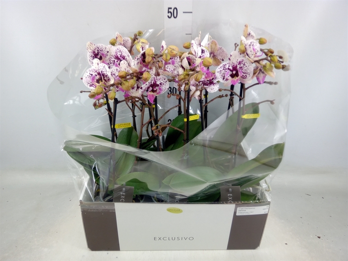 <h4>Phalaenopsis multi.   ...</h4>