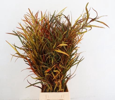 <h4>GREVILEA AUTUMN 200GR</h4>