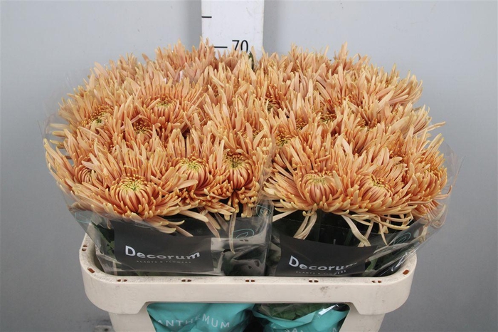 <h4>Chr G Cipria Salmon</h4>