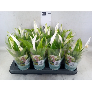 Spathiphyllum  'Pearl Cupido'