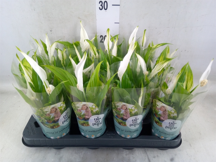 <h4>Spathiphyllum  'Pearl Cupido'</h4>