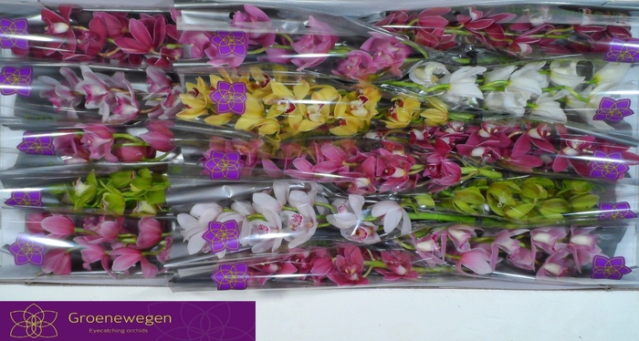 <h4>CYMB MI GEM</h4>