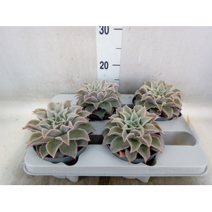 Echeveria   ...
