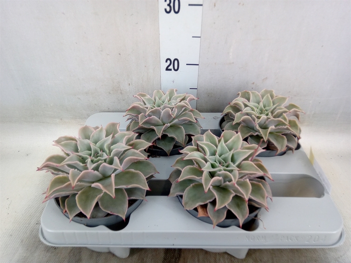 <h4>Echeveria   ...</h4>