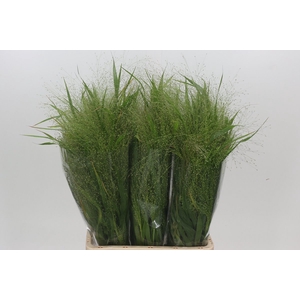Panicum Fountain