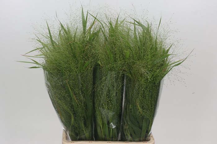 <h4>Panicum Fountain</h4>