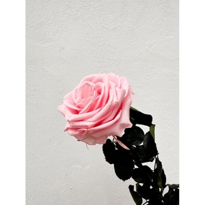 Rose éternelle rose pastel