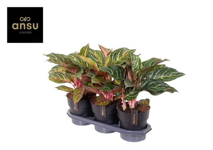 <h4>Aglaonema overig</h4>