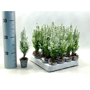 Chamaecyparis law. Ellwoodii sneeuw