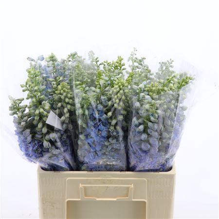 <h4>Delphinium (Elatum Grp) 'Aurora Lavender'</h4>