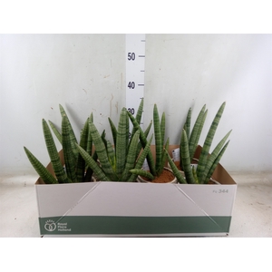 Sansevieria cyl. 'Handshake'
