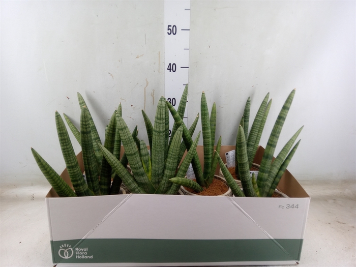 <h4>Sansevieria cyl. 'Handshake'</h4>