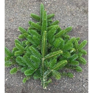 ABIES NORDMAN BUND