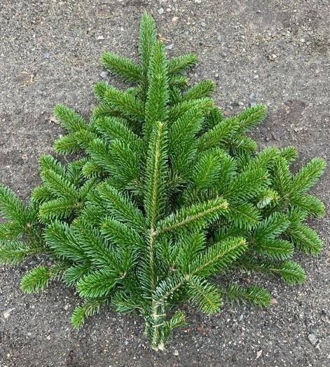 <h4>ABIES NORDMAN BUND</h4>