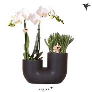 Kolibri Orchids Phalaenopsis 2 spike and Succulent in Tube black