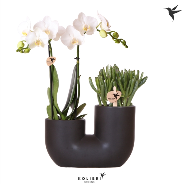 <h4>Kolibri Orchids Phalaenopsis 2 spike and Succulent in Tube black</h4>