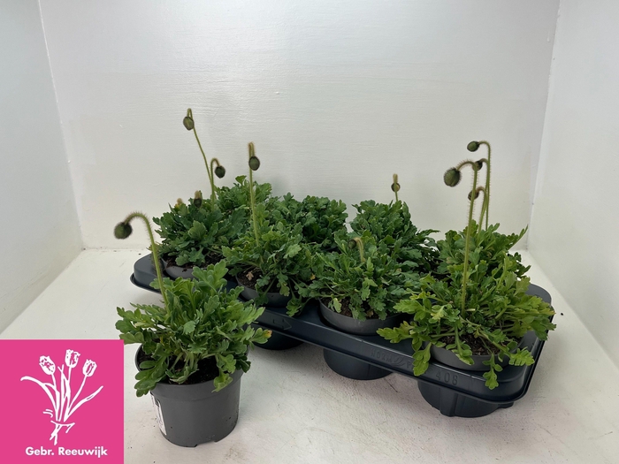 <h4>PAPA NUDICAULE</h4>