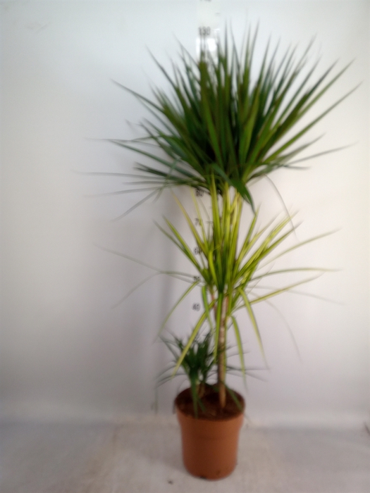 <h4>Dracaena marg.   ..mix 3</h4>