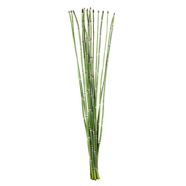 BAMBOO PALEN 200 CM