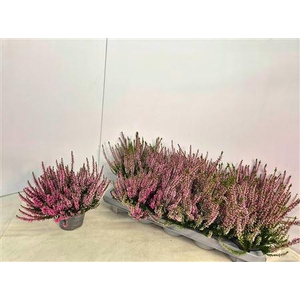 Callu Cal Nova Rosa
