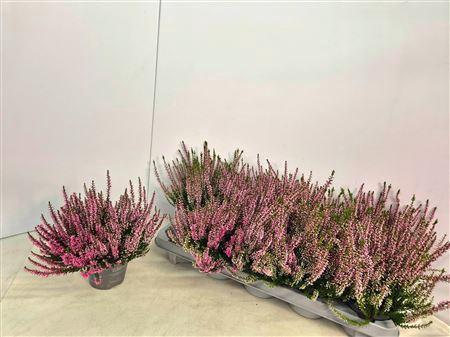 <h4>Callu Cal Nova Rosa</h4>