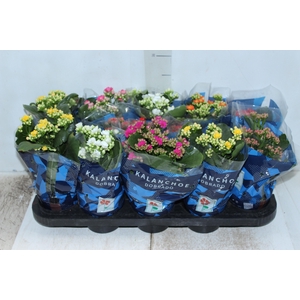 KALANCHOE DOBRADO P11