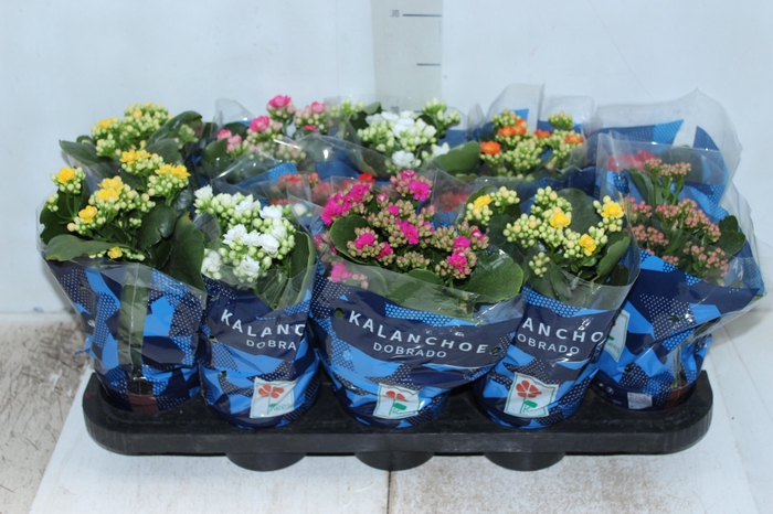 <h4>KALANCHOE DOBRADO P11</h4>